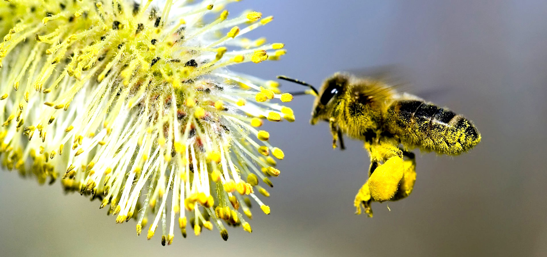 disparition des abeilles