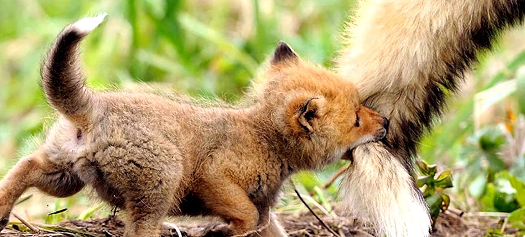 bébés animaux