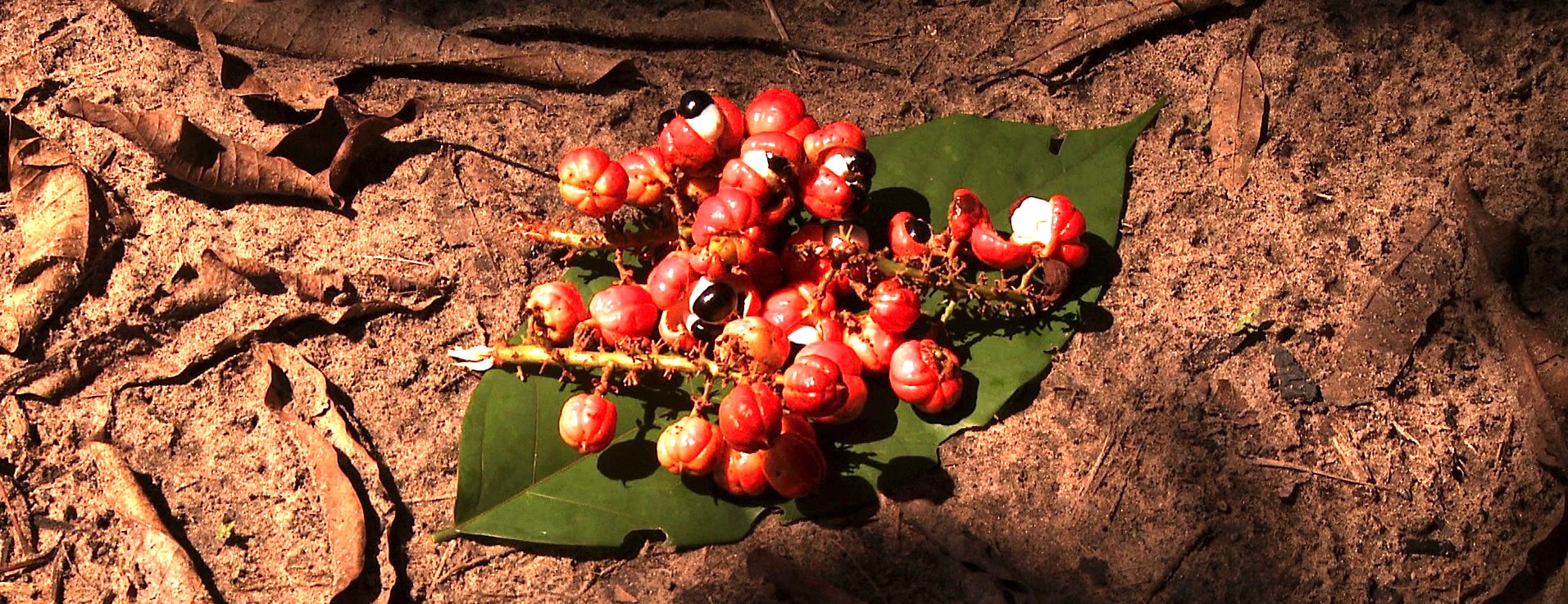 oeil du Guarana