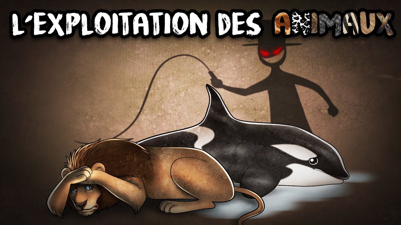 p82911 youtube thumbnail
