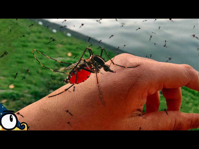p83227 youtube thumbnail