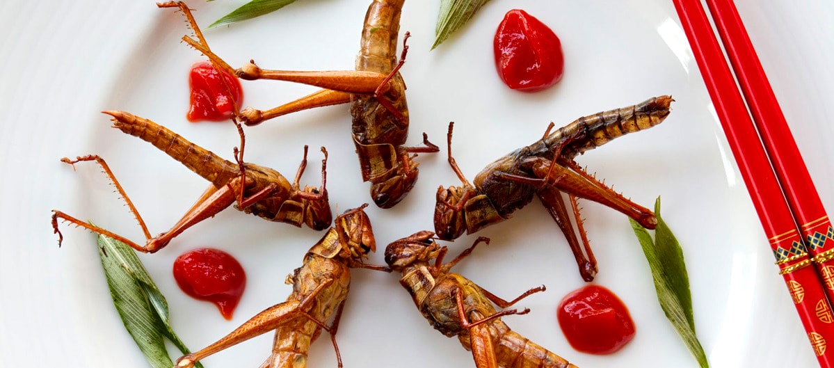You are currently viewing Mangez des insectes ! Une nourriture d’avenir ?