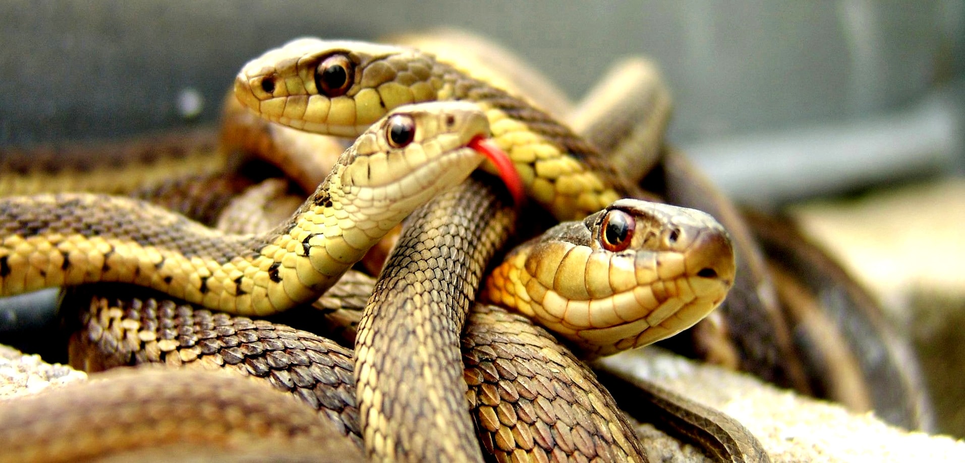 aux serpents