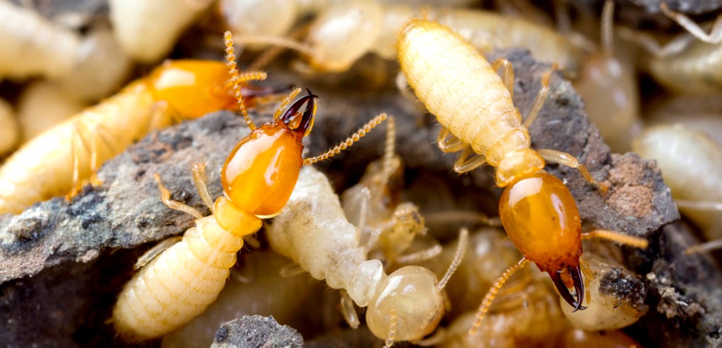 Fourmis vs Termites