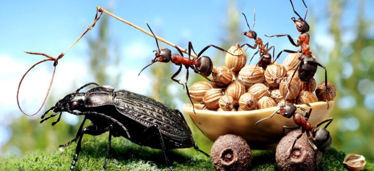 des fourmis