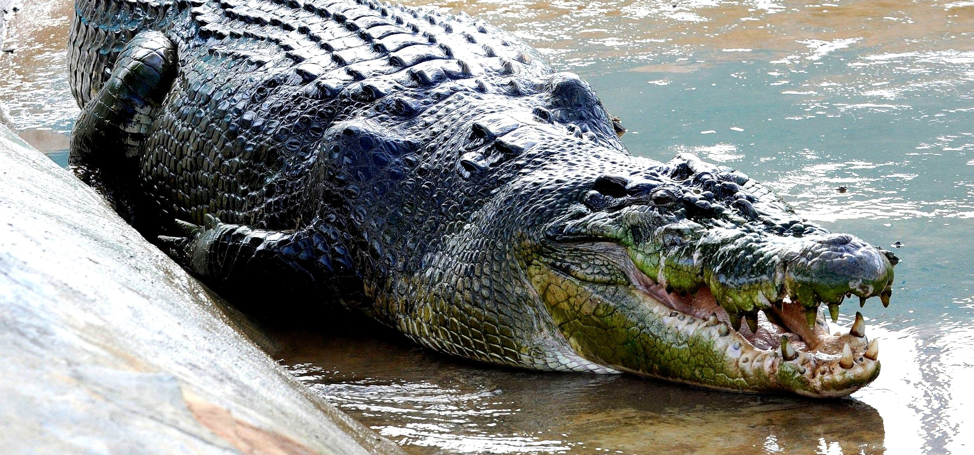 plus grand crocodile