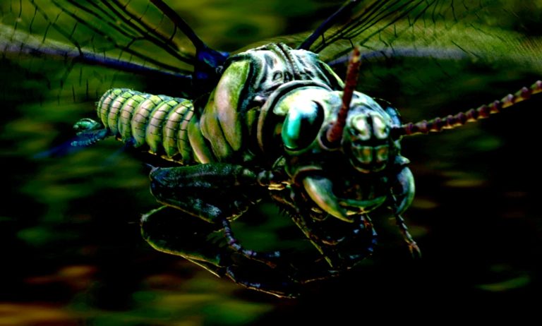 insectes géants