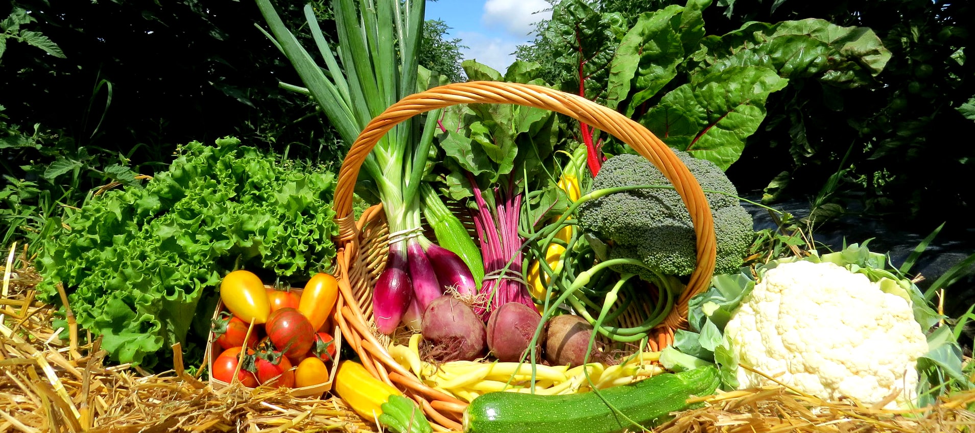 légumes du jardin